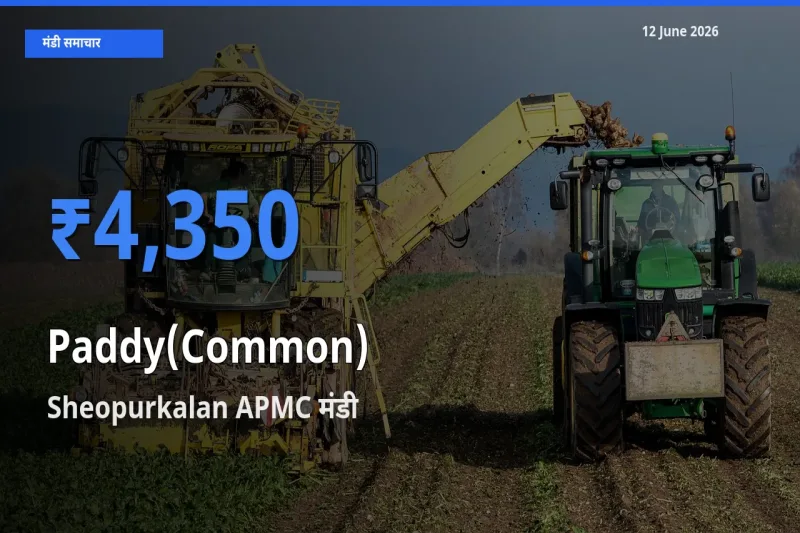 आज धान (सामान्य) के सबसे ऊँचे दाम ₹4,350 Sheopurkalan APMC मंडी में