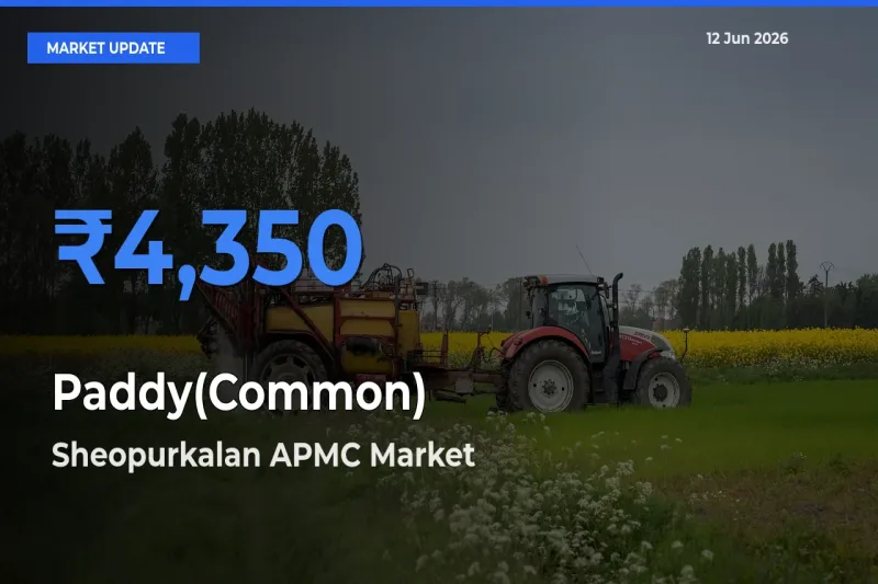 Sheopurkalan APMC Records Highest ₹4,350 Rate for Paddy(Common)