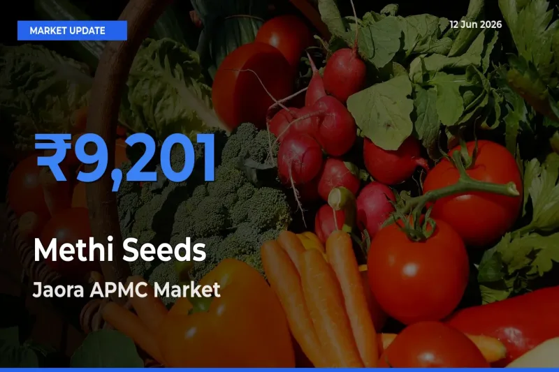 Jaora APMC Tops Methi Seeds Mandi Rates Today