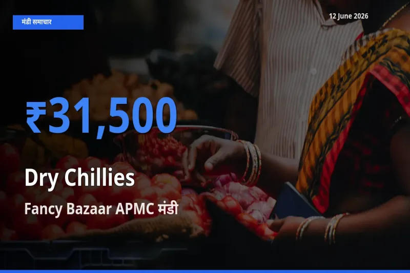 आज सूखी लाल मिर्च के सबसे ऊँचे दाम ₹31,500 Fancy Bazaar APMC मंडी में