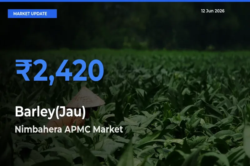 Nimbahera APMC Leads as Top Mandi for Barley(Jau) Prices