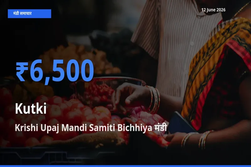 Krishi Upaj Mandi Samiti Bichhiya में कुटकी का आज सबसे ऊँचा भाव