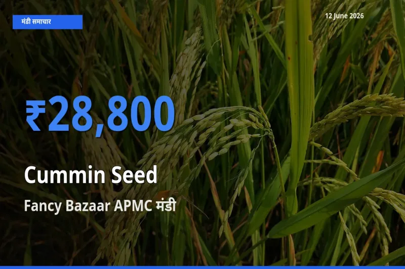 टॉप मंडी बना Fancy Bazaar APMC! जीरा के सबसे ऊँचे दाम यहीं दर्ज