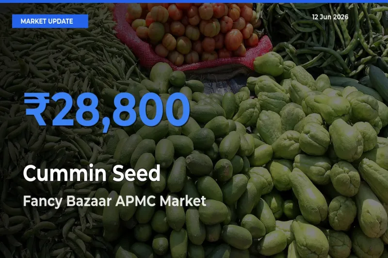 Fancy Bazaar APMC Tops Cummin Seed Rates – June 12 Market Update