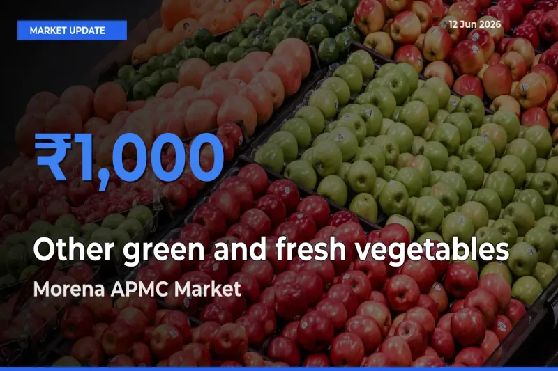 Market Watch: Morena APMC Becomes Top Mandi for Other green and fresh vegetables
