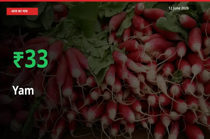 आज का मंडी भाव: रतालू के दाम मंडी में 33.33% ऊपर
