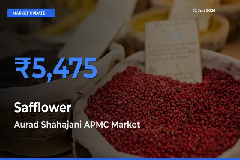 Safflower Mandi Rate Today: Aurad Shahajani APMC Tops the List