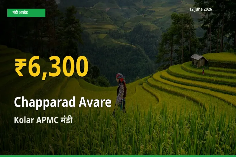 रिकॉर्ड तेज़ी! Kolar APMC में चप्परद अवरे ₹6,300 पर पहुँचा