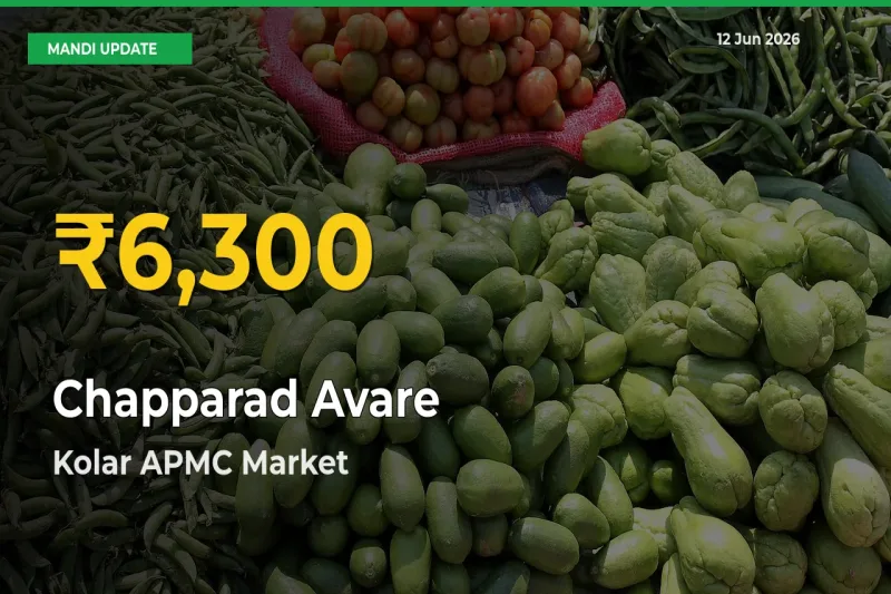 Chapparad Avare Mandi Rate Surges Today in Kolar APMC – Highest Level in 30 Days