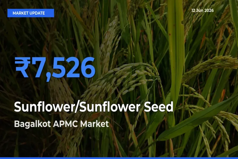 Top Performer! Bagalkot APMC Offers Best Sunflower/Sunflower Seed Price Today