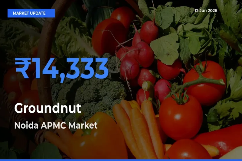 Noida APMC Leads as Top Mandi for Groundnut Prices