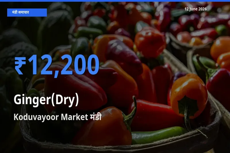 टॉप मंडी बना Koduvayoor Market! अदरक (सूखा) के सबसे ऊँचे दाम यहीं दर्ज