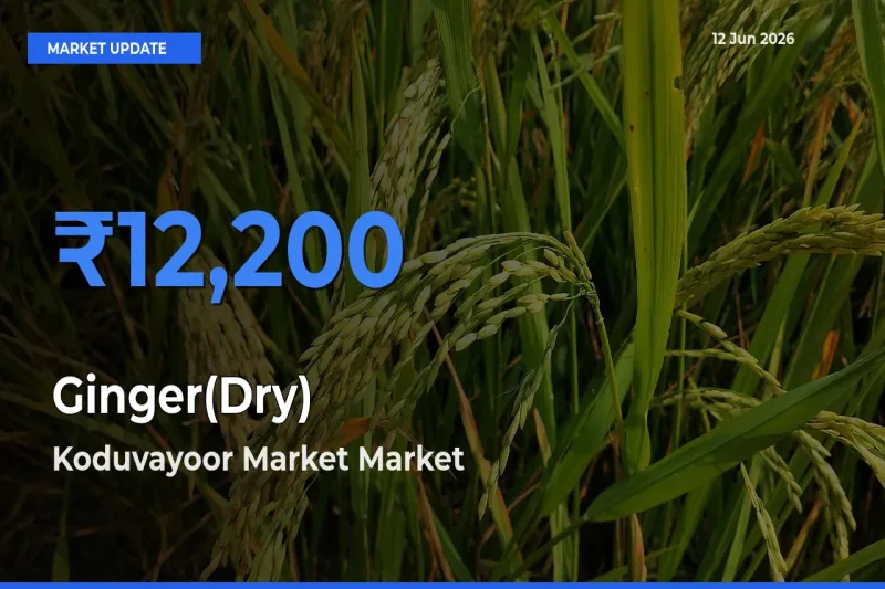 Koduvayoor Market Tops Ginger(Dry) Rates – June 12 Market Update