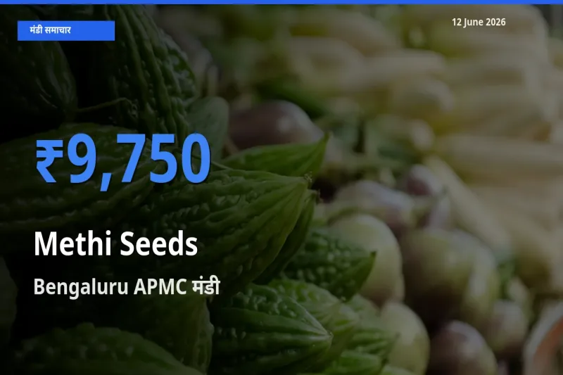 Bengaluru APMC मंडी में आज मेथी दाना के सबसे ऊँचे दाम दर्ज