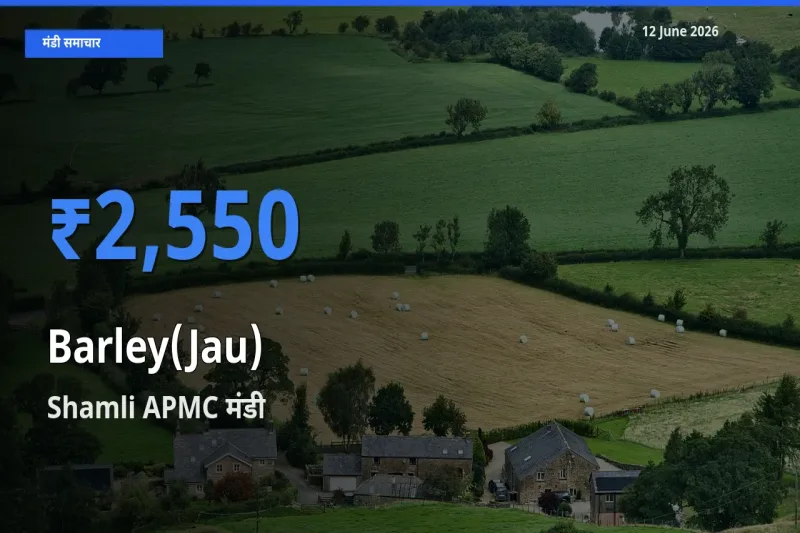 Shamli APMC मंडी में जौ ₹2,550 पर पहुँचा – आज का सर्वोच्च भाव