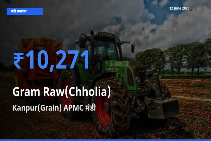 12 June अपडेट: हरा चना (छोलिया) के सबसे ऊँचे दाम Kanpur(Grain) APMC मंडी में