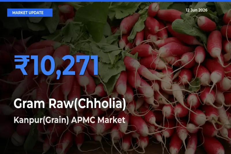 Top Performer! Kanpur(Grain) APMC Offers Best Gram Raw(Chholia) Price Today
