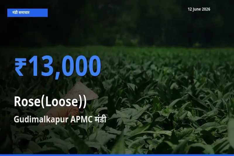 आज का मंडी भाव: गुलाब(ढीला)) के सबसे ज़्यादा दाम Gudimalkapur APMC में