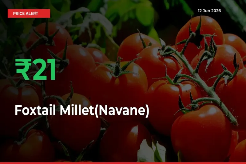 Why Foxtail Millet(Navane) Prices Rose 20.52% in a Day at Mandis