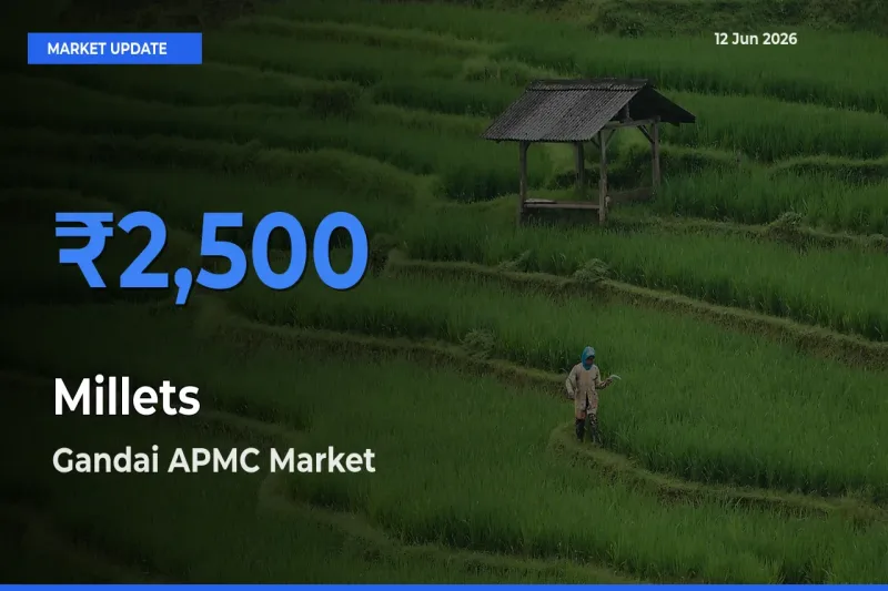 Market Watch: Gandai APMC Becomes Top Mandi for Millets