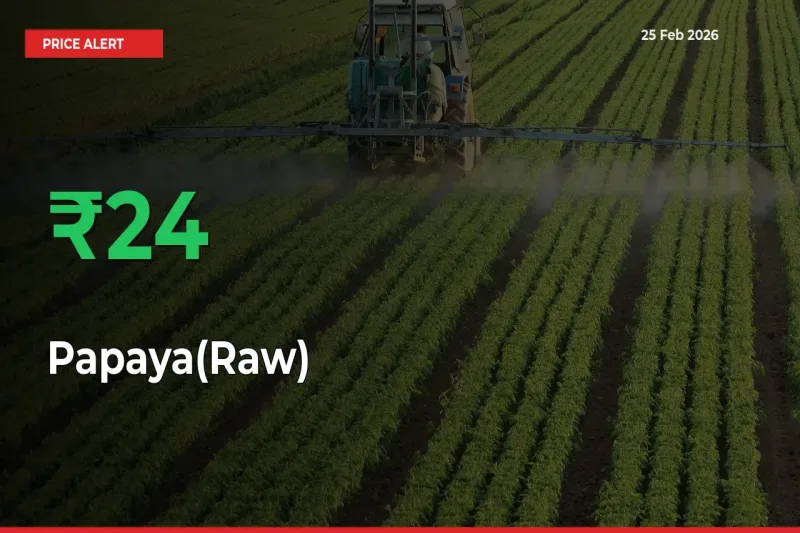 Sudden 23.95% Rally in Papaya(Raw) Prices Across Mandis