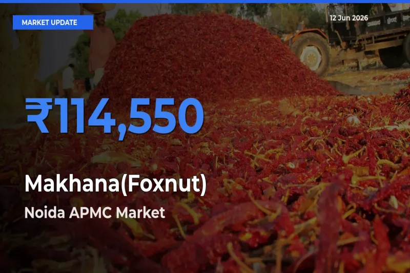 Noida APMC Leads as Top Mandi for Makhana(Foxnut) Prices