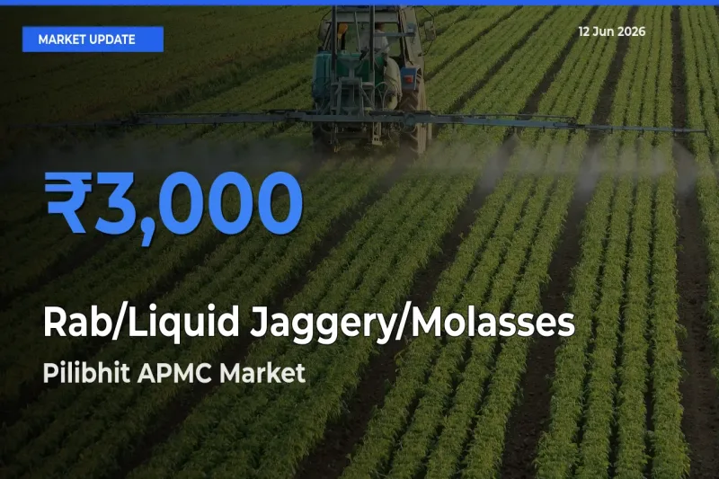 Pilibhit APMC Offers ₹3,000 – Highest Rab/Liquid Jaggery/Molasses Rate Today