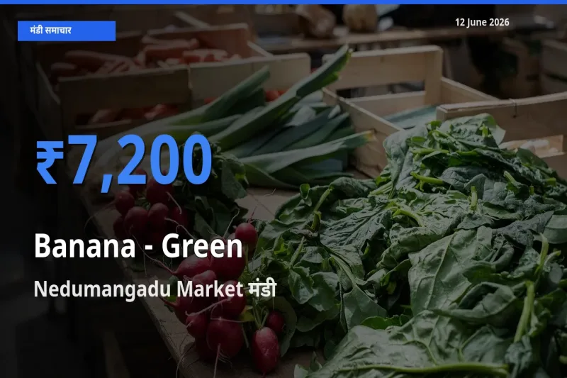 आज केला - हरा के सबसे ऊँचे दाम ₹7,200 Nedumangadu Market मंडी में
