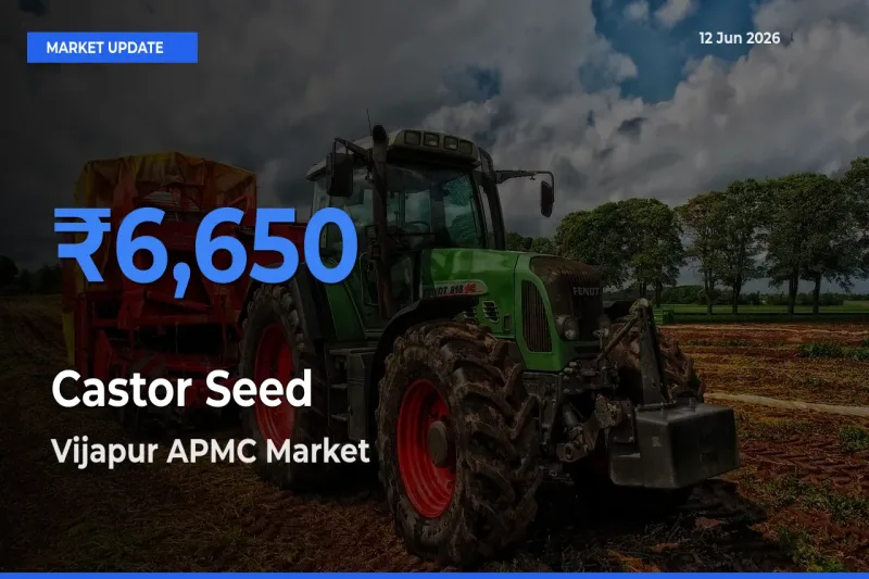 Vijapur APMC Emerges as Top Mandi for Castor Seed Prices Today