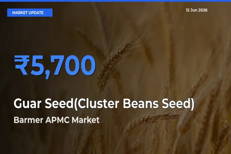Barmer APMC Records Highest ₹5,700 Rate for Guar Seed(Cluster Beans Seed)