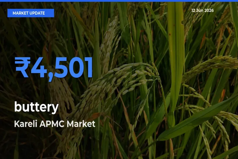 Top Performer! Kareli APMC Offers Best buttery Price Today