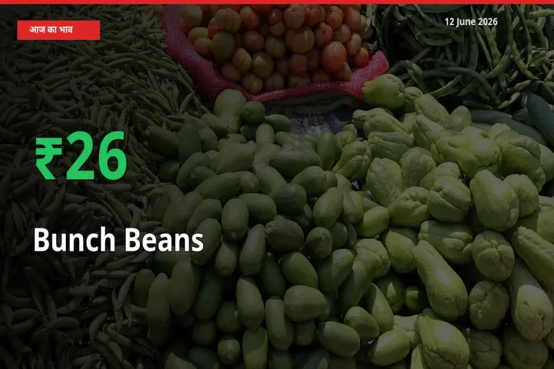 गुच्छेदार सेम 26.27% उछला, मंडी