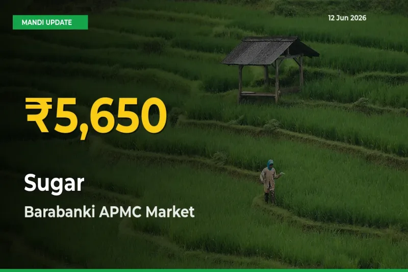 Why Sugar Prices Are Climbing in Barabanki APMC – Today’s New High Explained