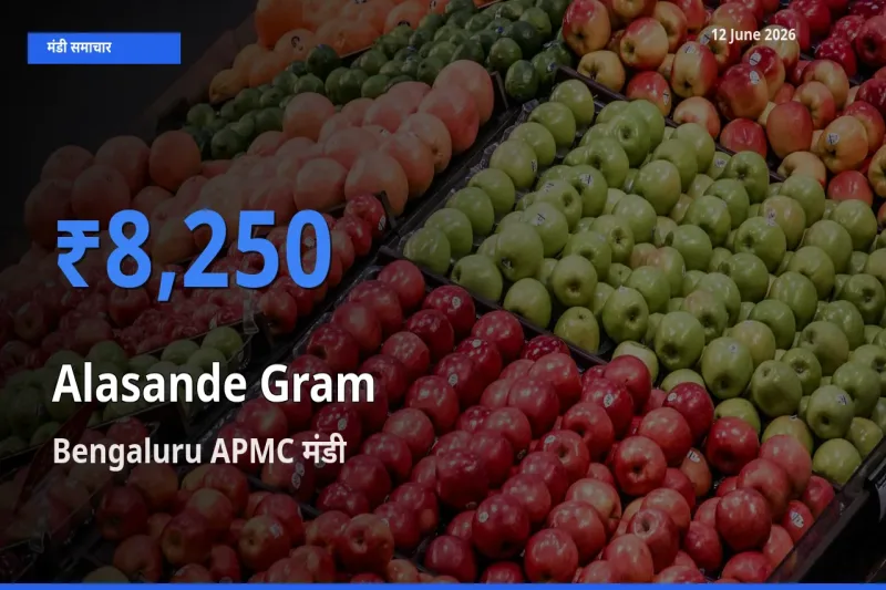 किसानों की पसंद बना Bengaluru APMC, लोबिया (चावली) के सबसे अच्छे दाम