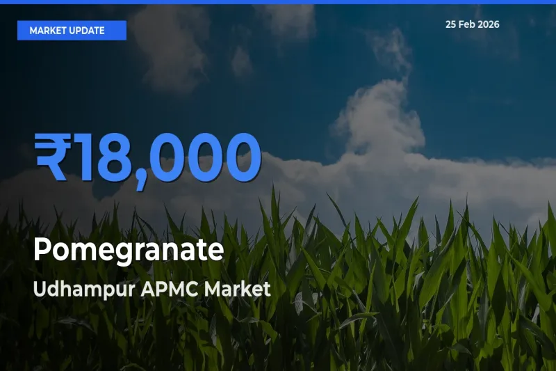 Farmers Prefer Udhampur APMC as Pomegranate Hits Highest Rate