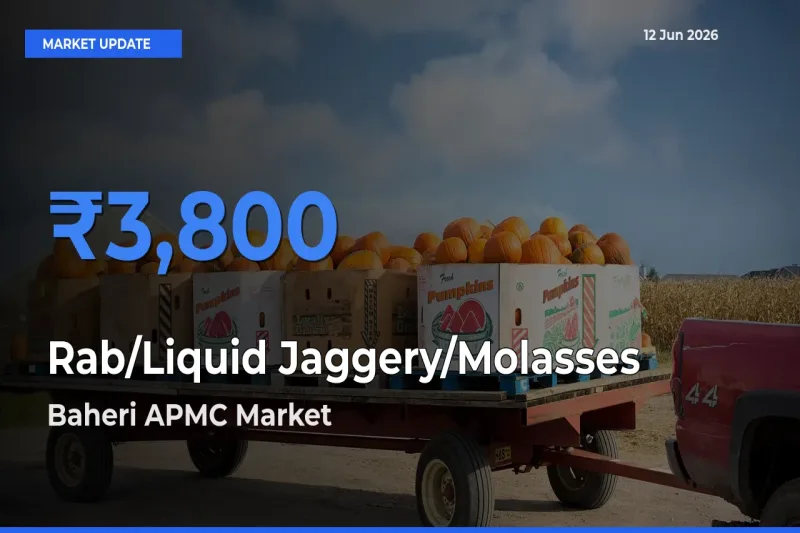 Baheri APMC Offers ₹3,800 – Highest Rab/Liquid Jaggery/Molasses Rate Today