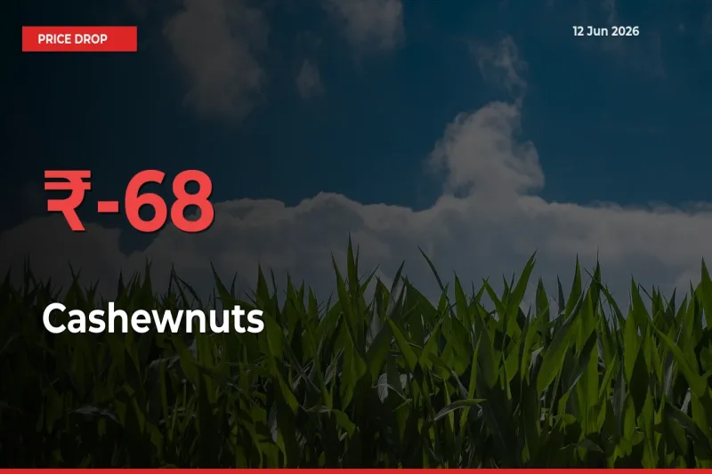 67.96% Drop in Cashewnuts Prices – Mandi Sees Sudden Fall