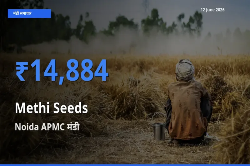 टॉप मंडी बना Noida APMC! मेथी दाना के सबसे ऊँचे दाम यहीं दर्ज