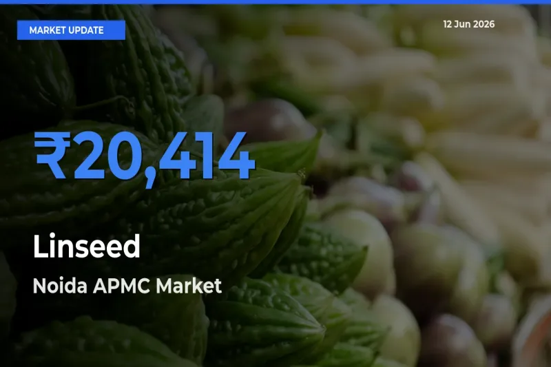 Noida APMC Tops Linseed Rates – June 12 Market Update