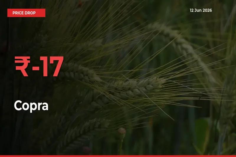 This Mandi Records 16.55% Fall in Copra Prices