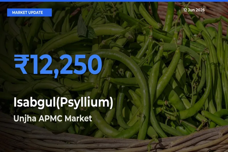 Unjha APMC Leads as Top Mandi for Isabgul(Psyllium) Prices
