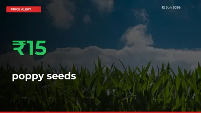 15.18% Spike in poppy seeds Prices – Mandi Sees Sudden Rally