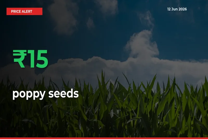 15.18% Spike in poppy seeds Prices – Mandi Sees Sudden Rally