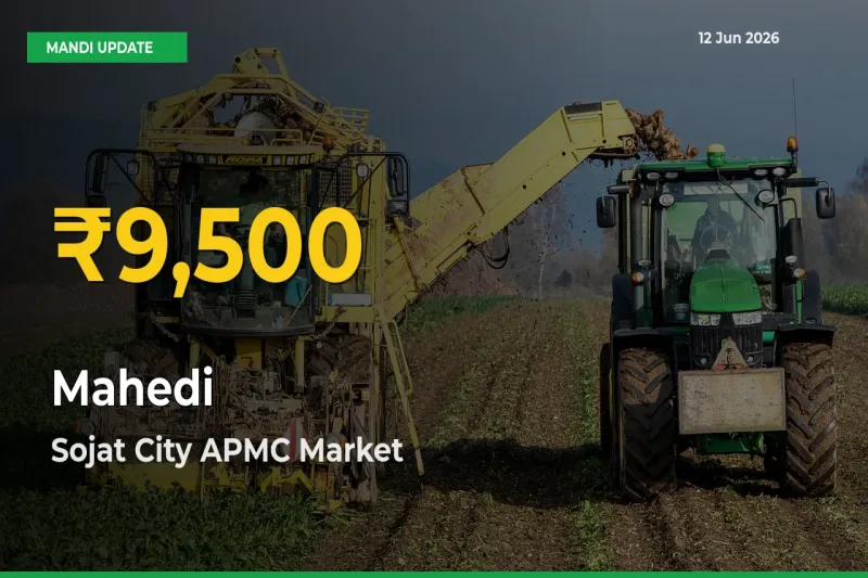 Mahedi Price Rally Continues – Sojat City APMC Hits Fresh High Today