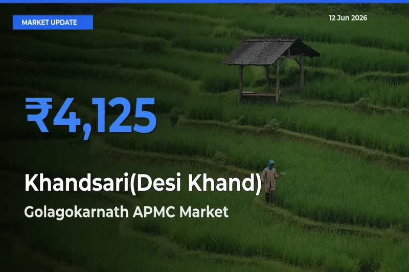 Top Performer! Golagokarnath APMC Offers Best Khandsari(Desi Khand) Price Today