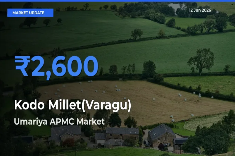 Umariya APMC Emerges as Top Mandi for Kodo Millet(Varagu) Prices Today