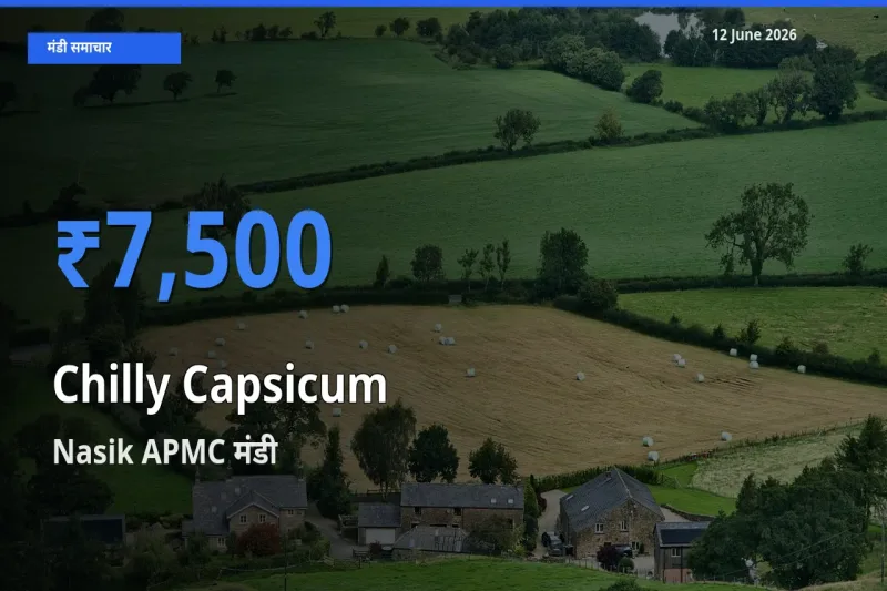 आज हरी शिमला मिर्च के सबसे ऊँचे दाम ₹7,500 Nasik APMC मंडी में