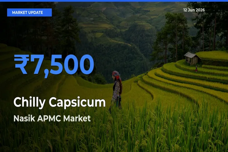 Farmers Prefer Nasik APMC as Chilly Capsicum Hits Highest Rate