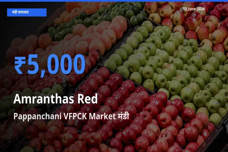 Pappanchani VFPCK Market में लाल चौलाई का आज सबसे ऊँचा भाव