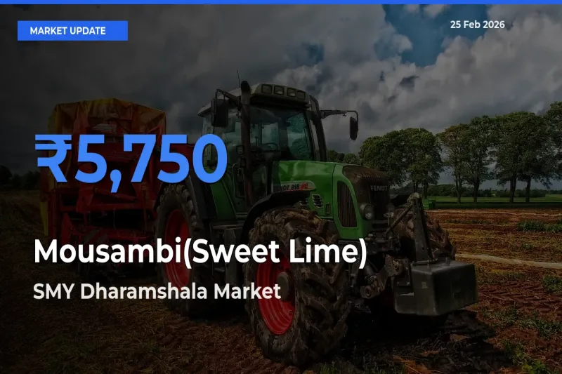 Mousambi(Sweet Lime) Mandi Rate Today: SMY Dharamshala Tops the List
